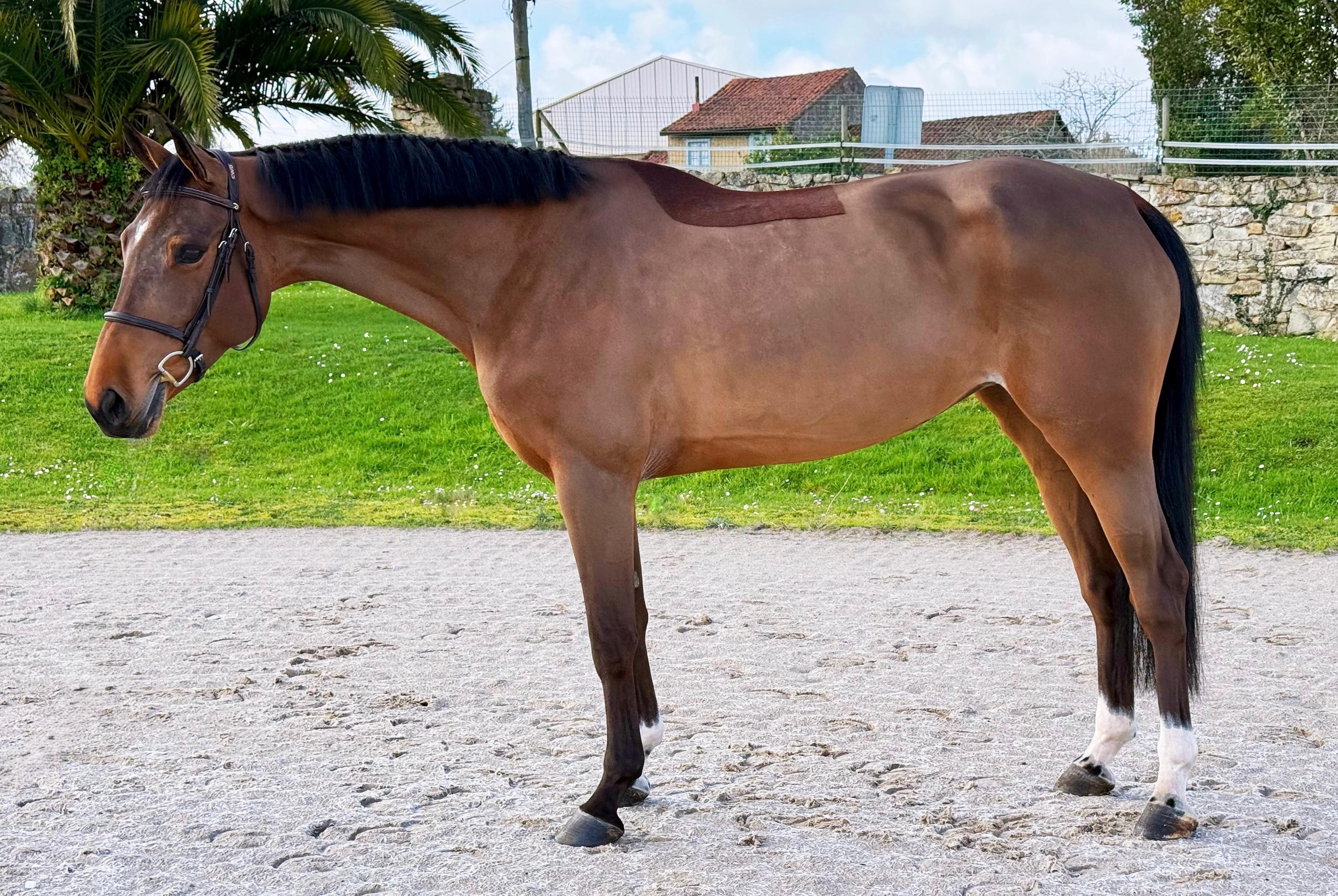 horse